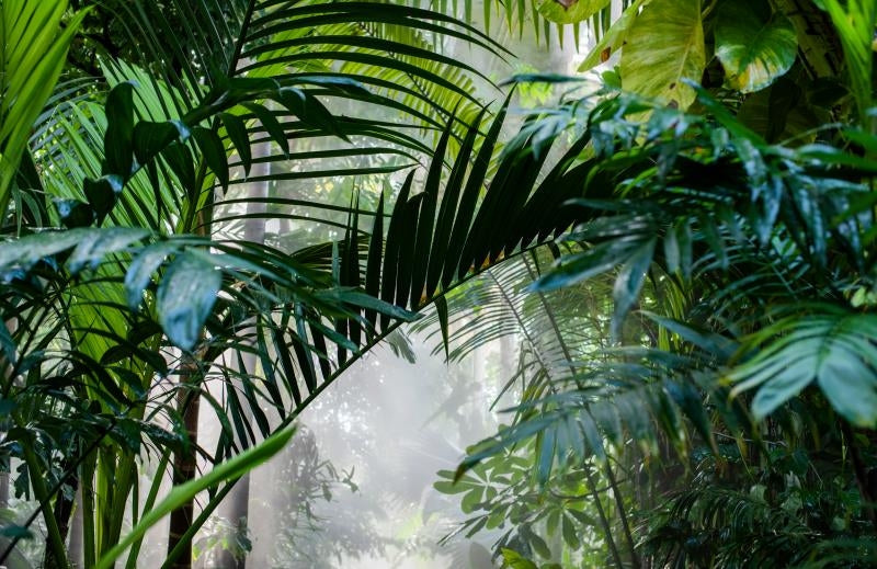 Papier peint panoramique feuillage jungle tropicale