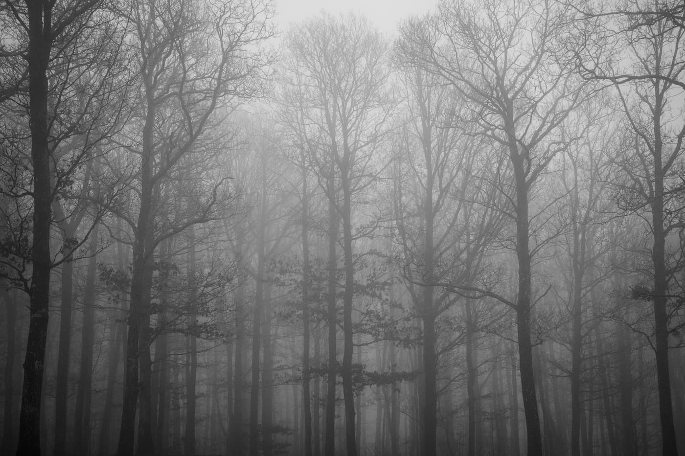 Papier peint forêt noir et blanc