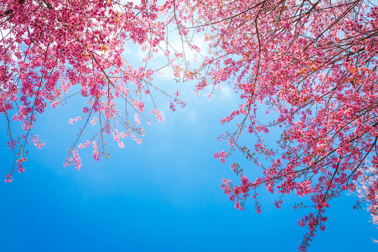 Papier peint ciel bleu et branches de cerisiers