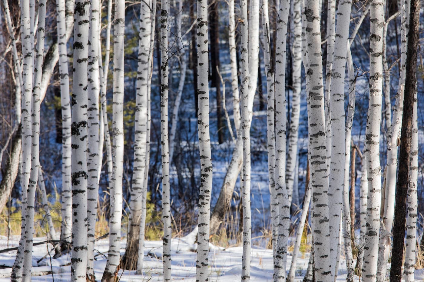 Papier peint forêt de bouleaux enneigé