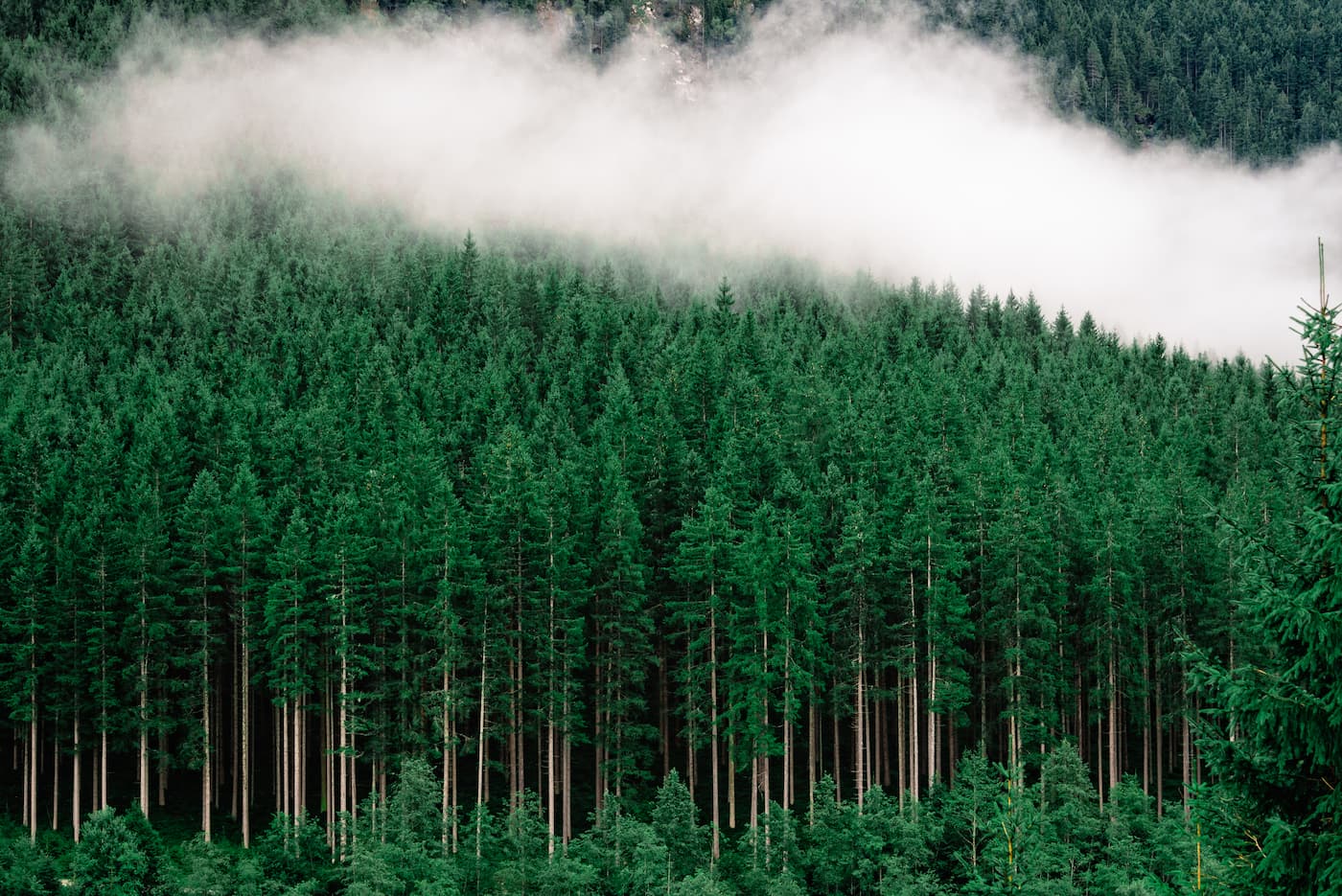 Papier peint forêt de sapins
