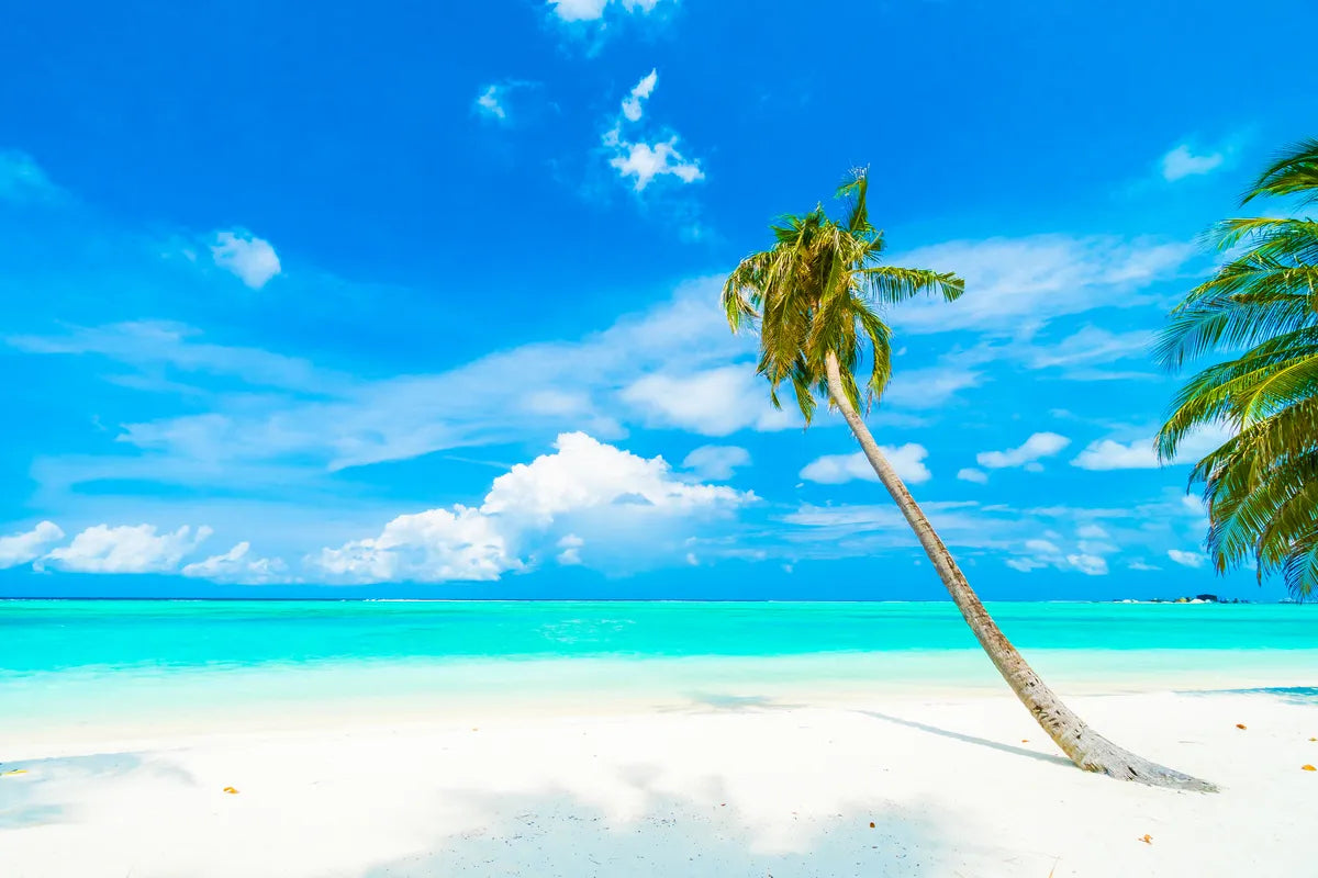 Papier peint plage et cocotier