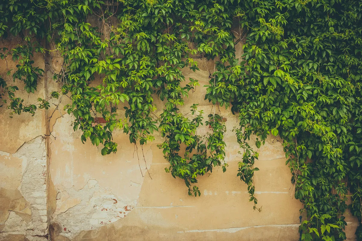 Papier peint mur de vigne