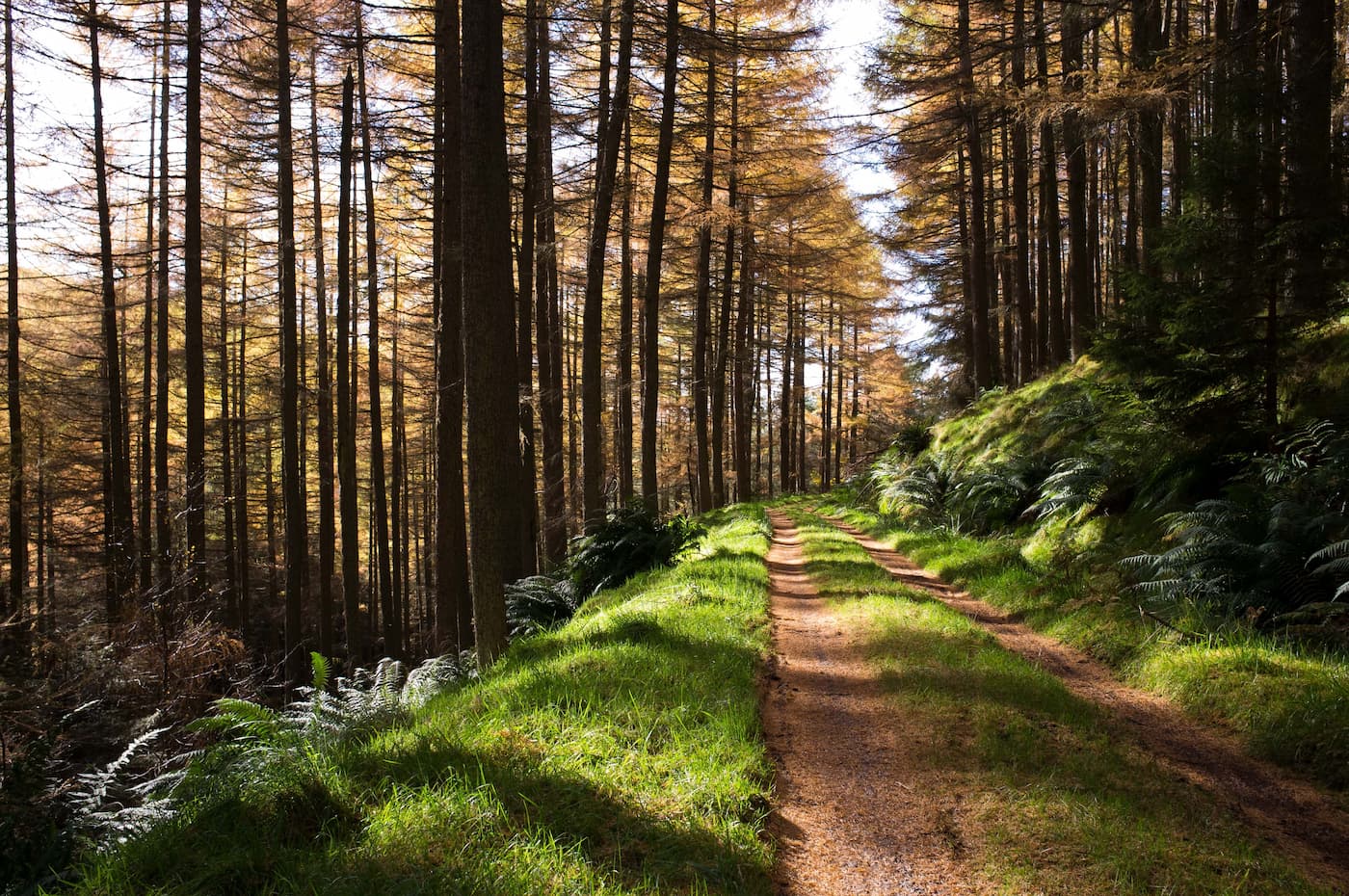 Papier peint paysage panoramique chemin en forêt