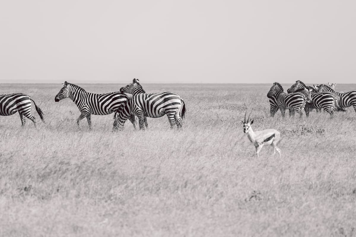 Papier peint noir et blanc animaux de la savane