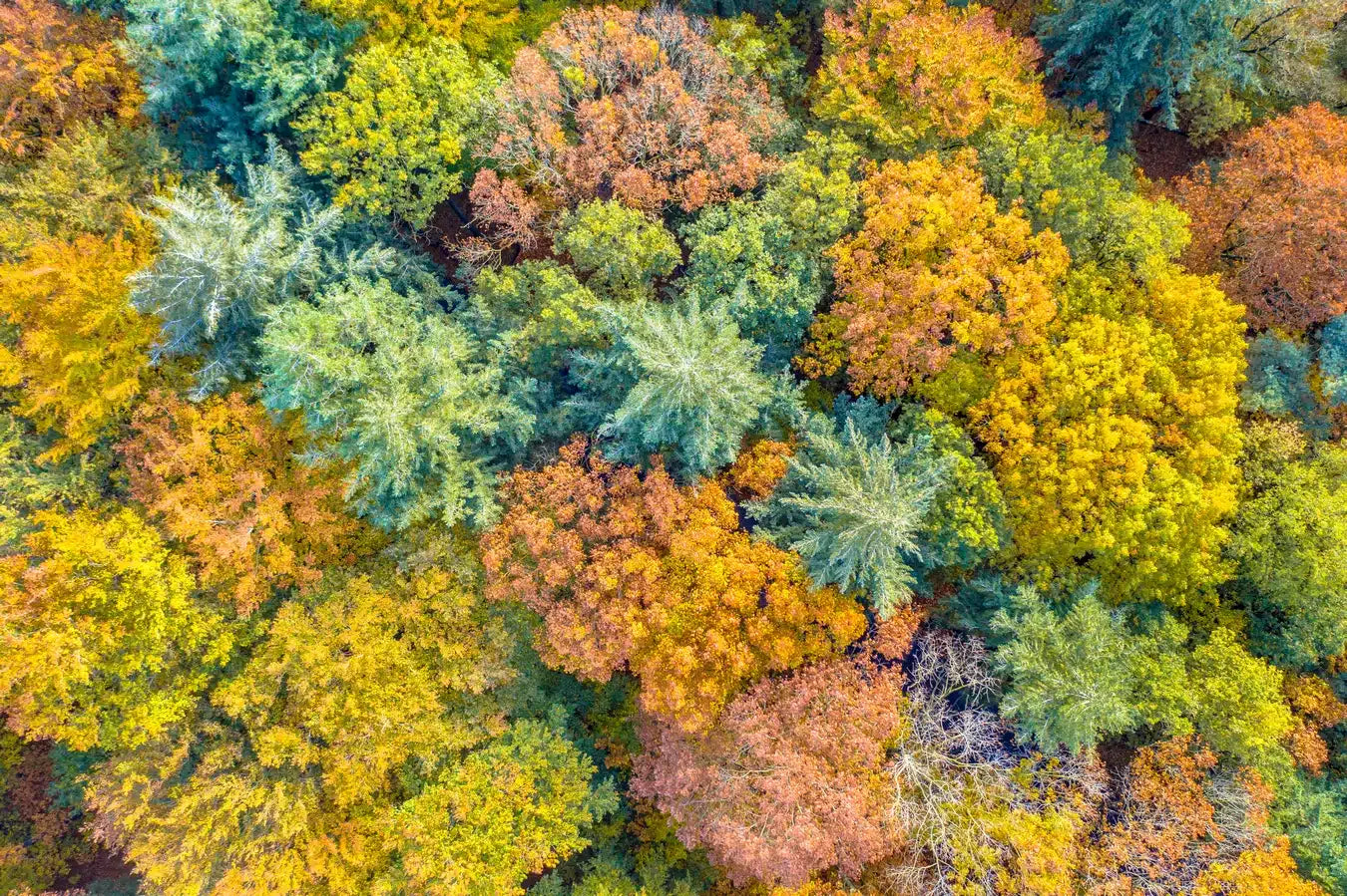 Papier peint forêt d'automne vue du ciel