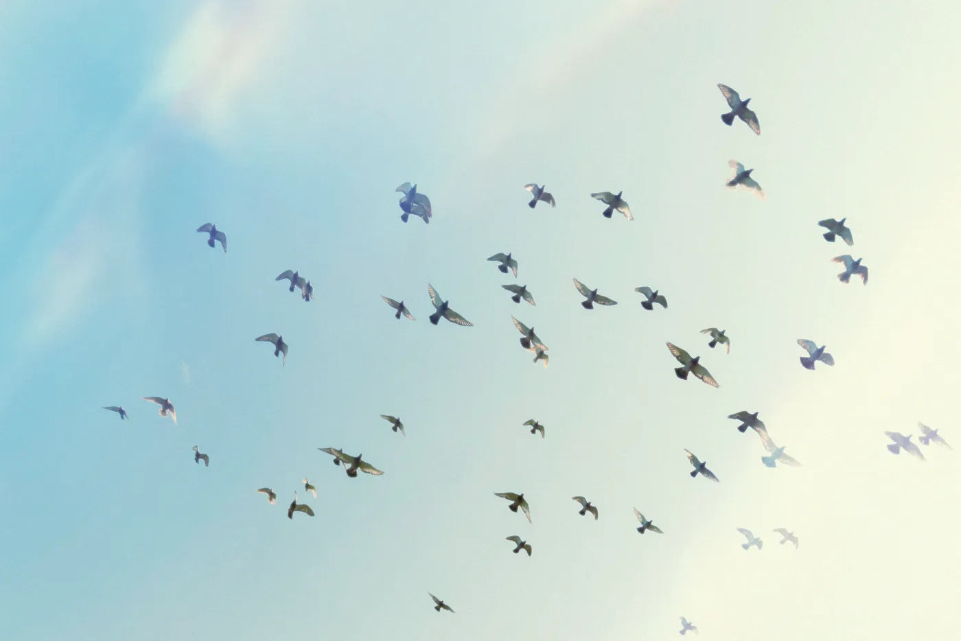 Papier peint ciel bleu et oiseaux