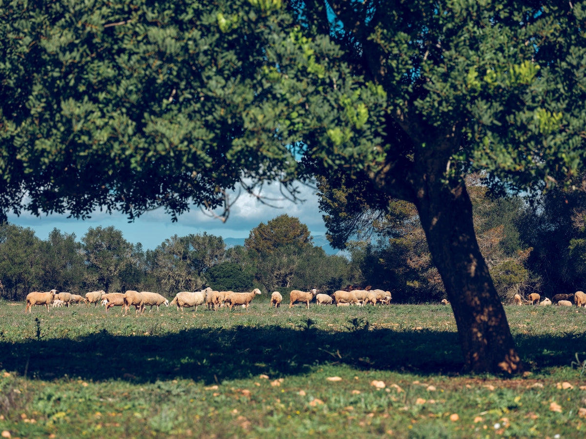 Papier peint moutons dans l&#39;herbe