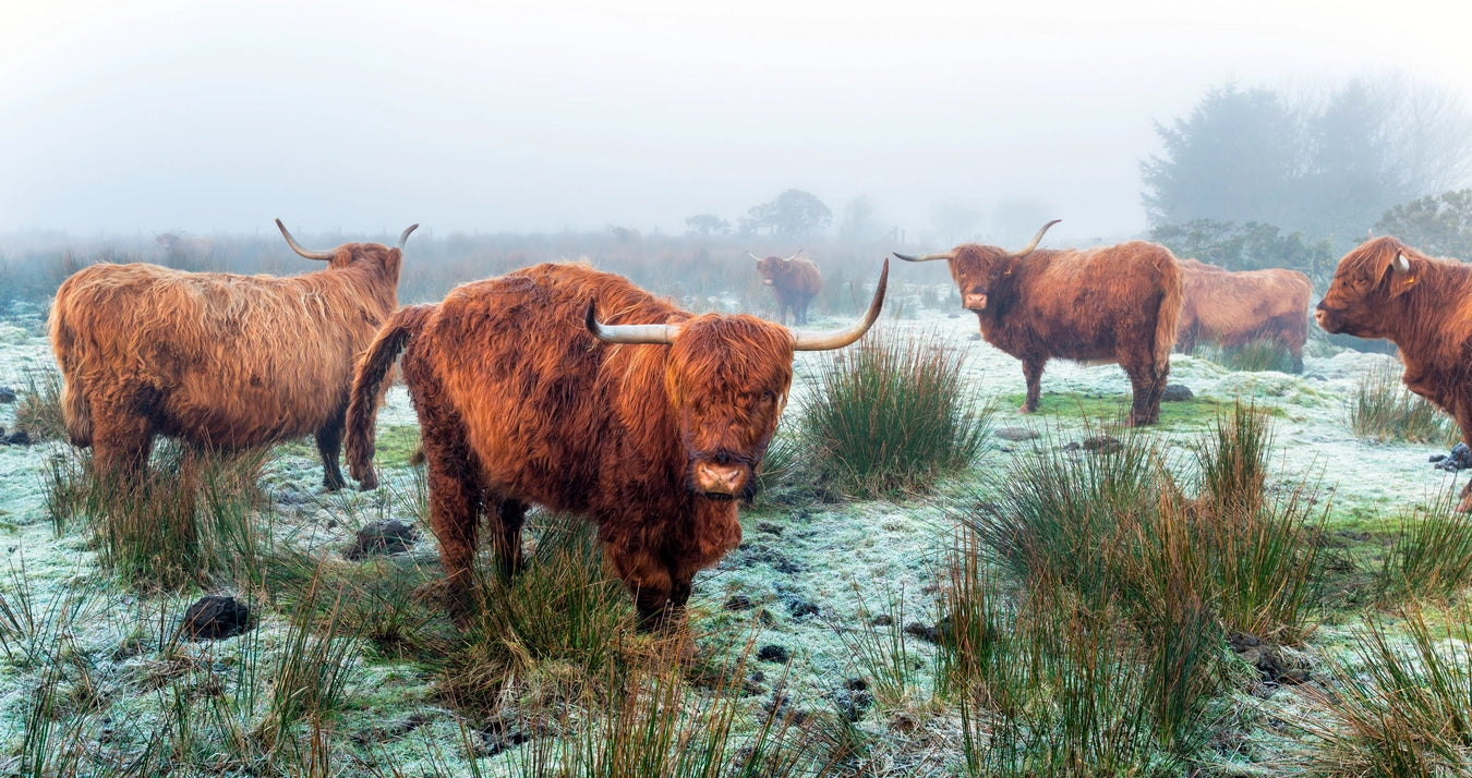 Papier peint vaches highland