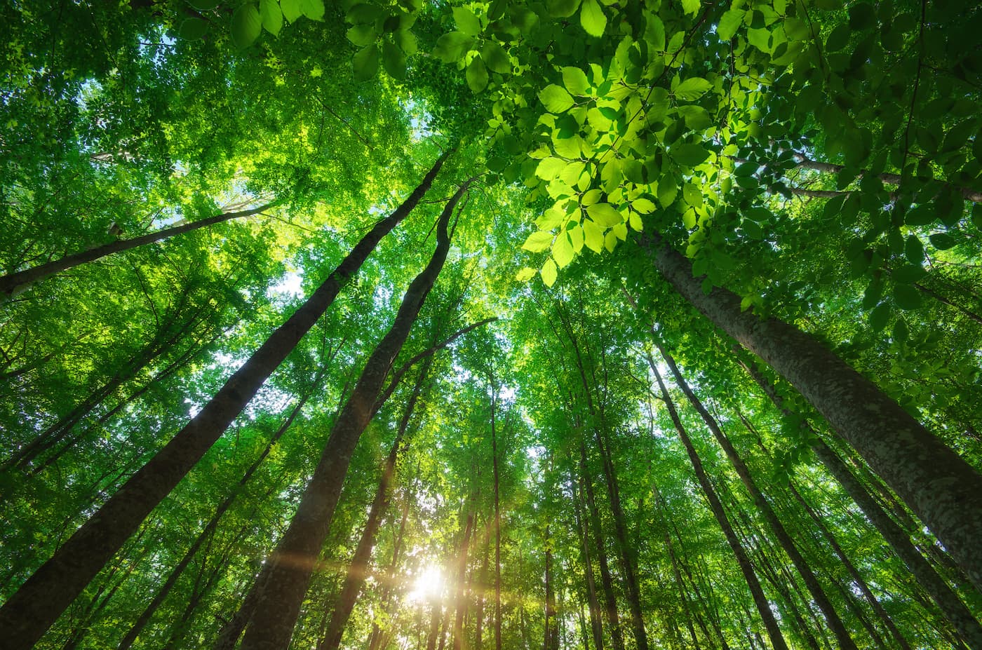 Papier peint forêt verdoyante ensoleillée