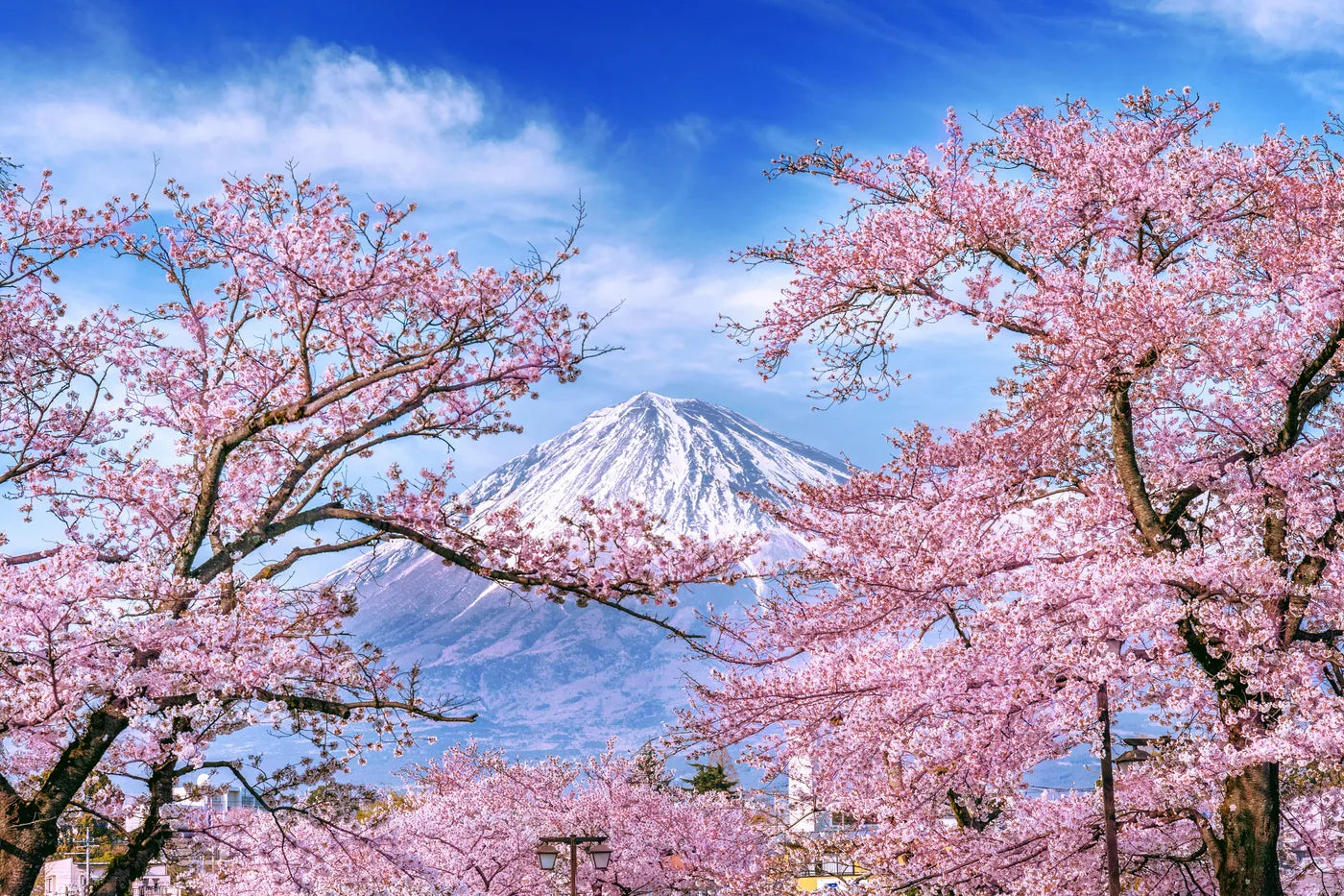 Papier peint japonais arbres fruitiers