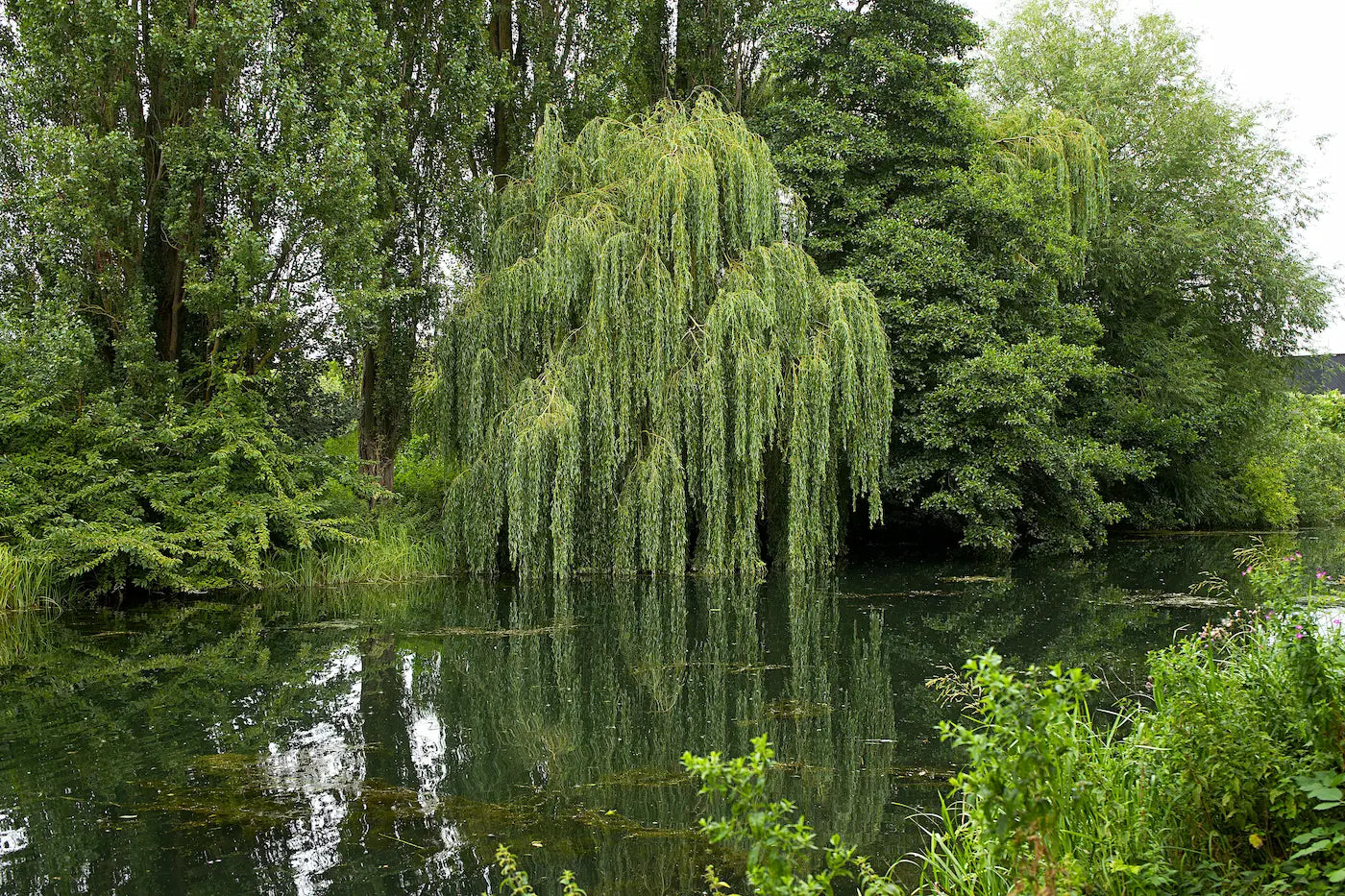 Papier peint saule pleureur