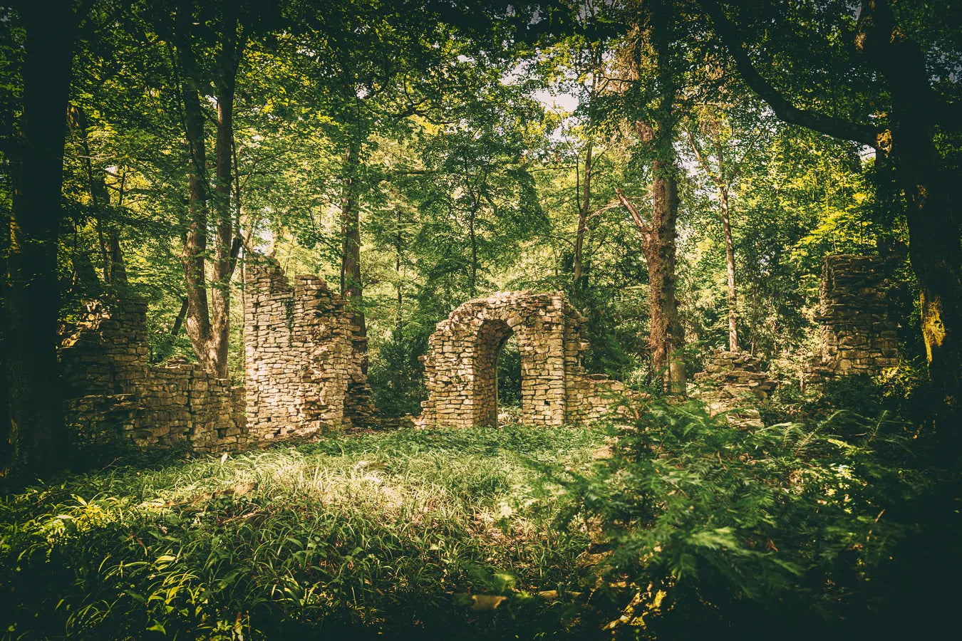 Papier peint ruines dans la forêt