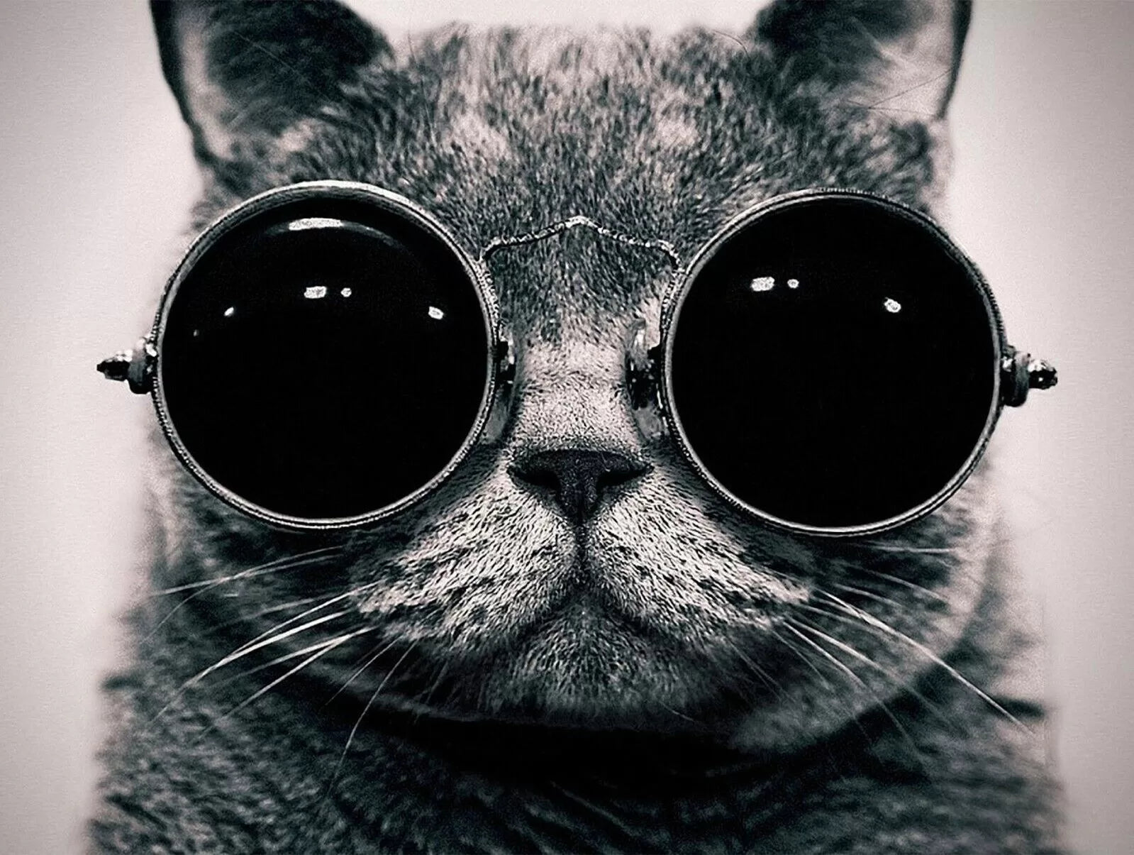 Papier peint chat et lunette de soleil