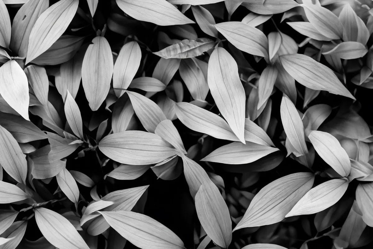 Papier peint feuillage dense noir et blanc