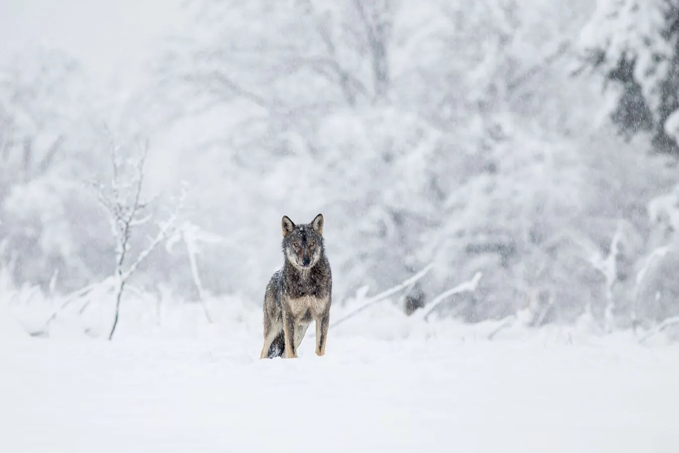 Papier peint loup des neiges