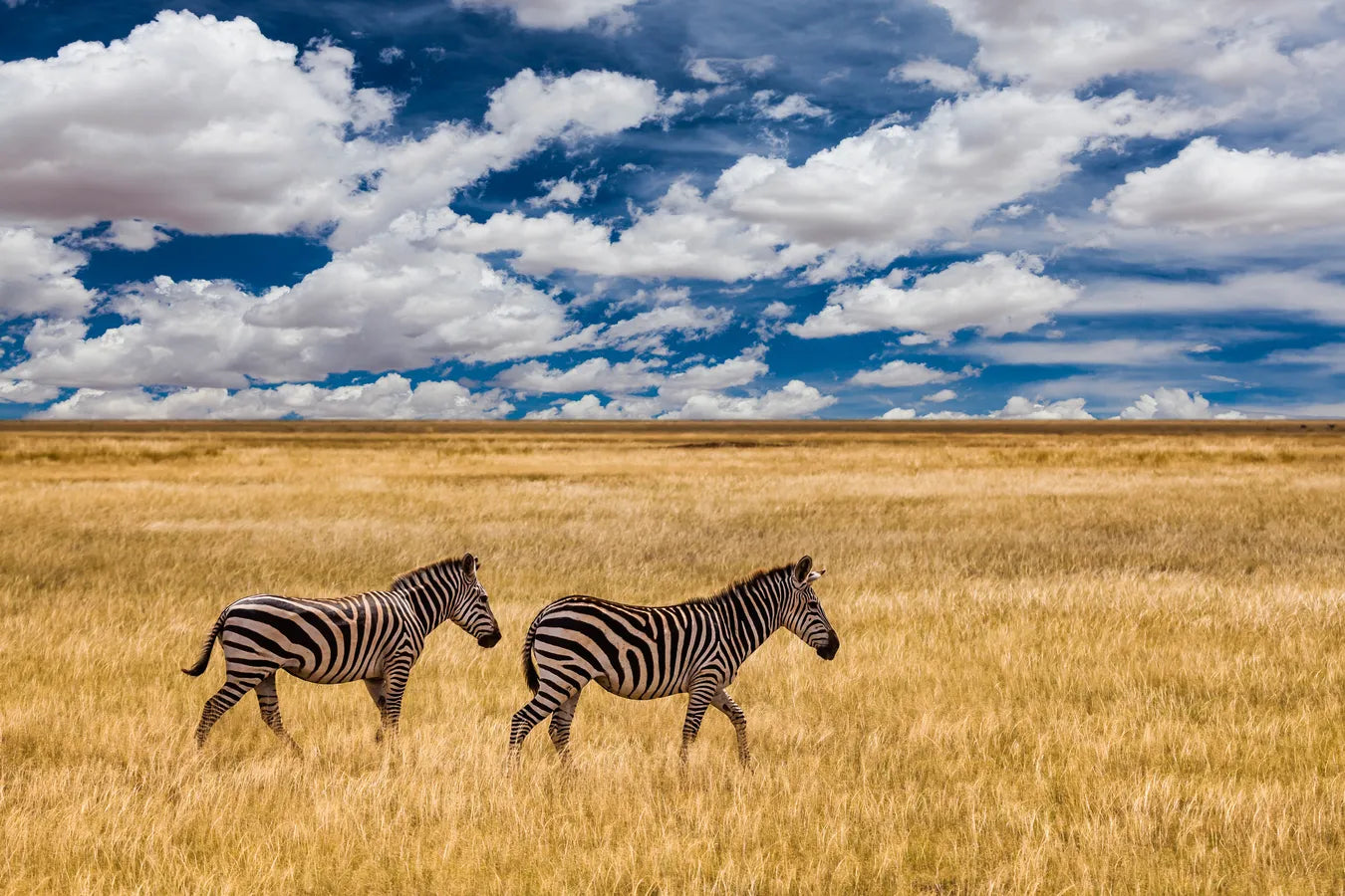 Papier peint zèbres dans la savane