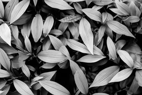 Papier peint feuillage noir et blanc