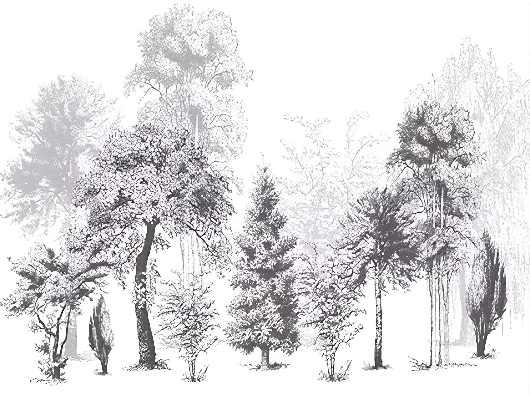 Papier peint noir et blanc arbres design