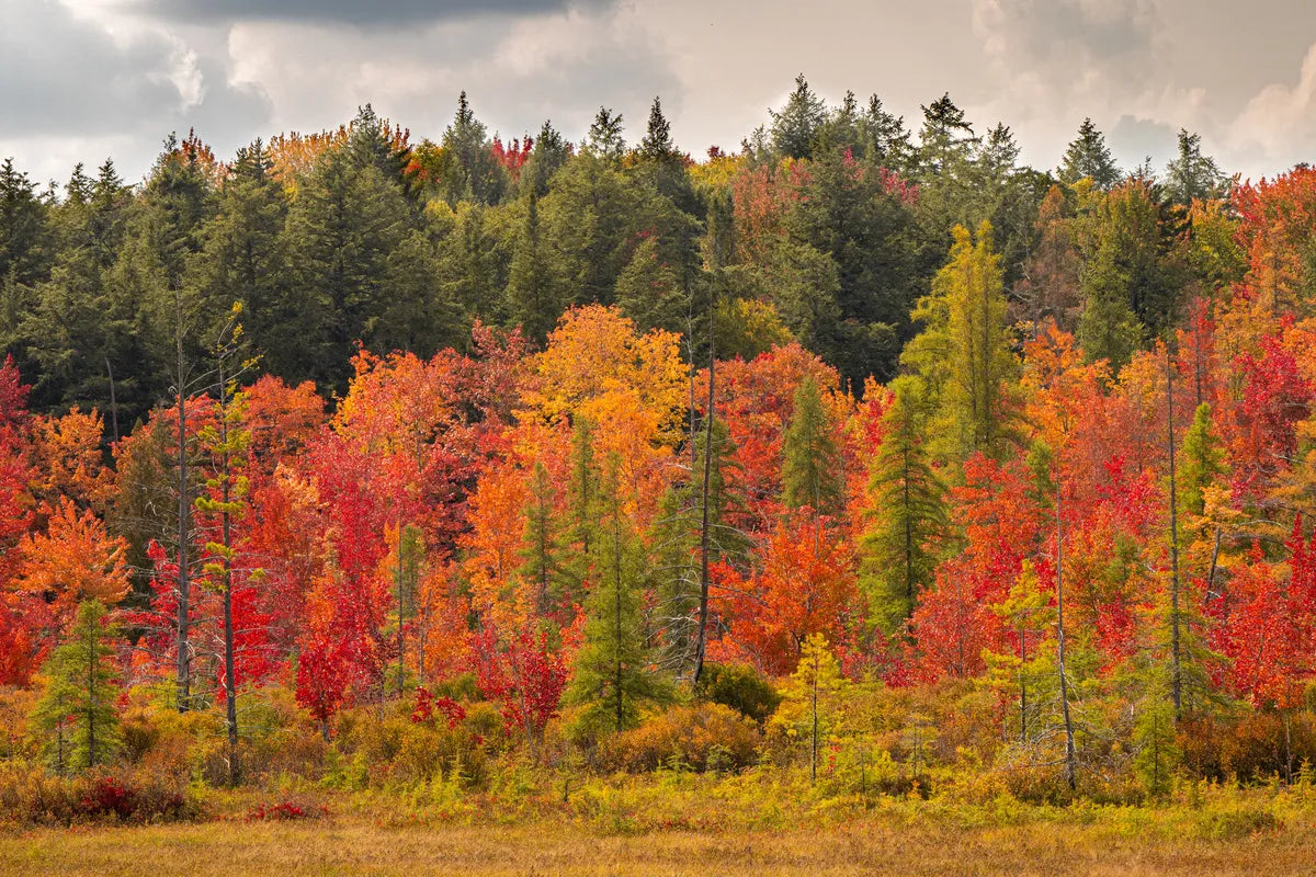 Papier peint panoramique forêt d&#39;automne