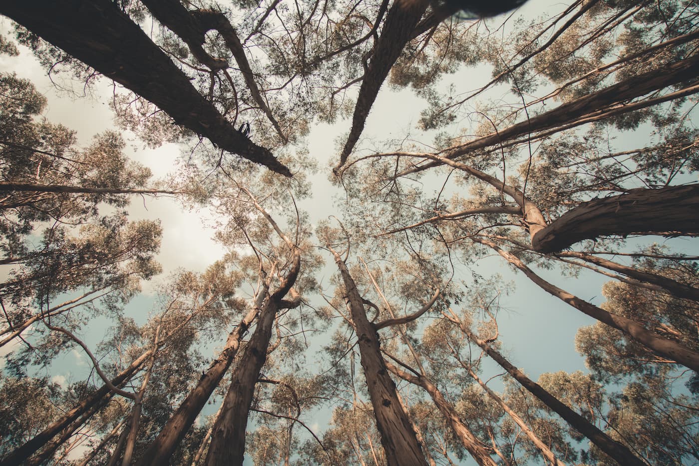 Papier peint ciel de forêt panoramique