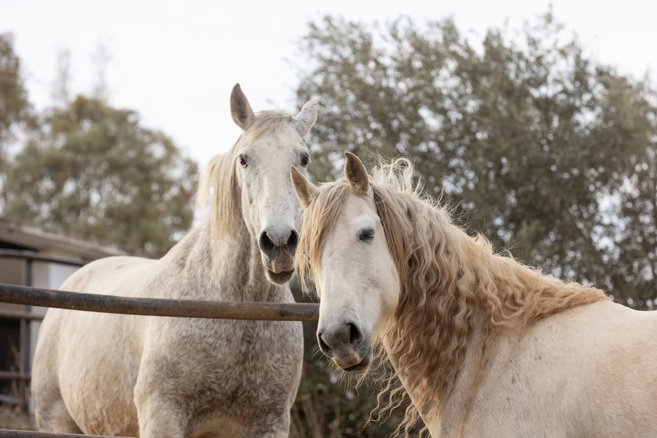 Papier peint chevaux blanc