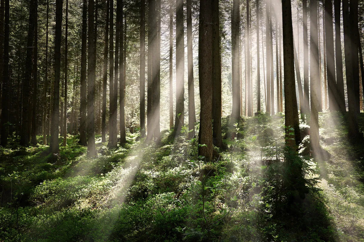 Papier peint panoramique forêt sauvage