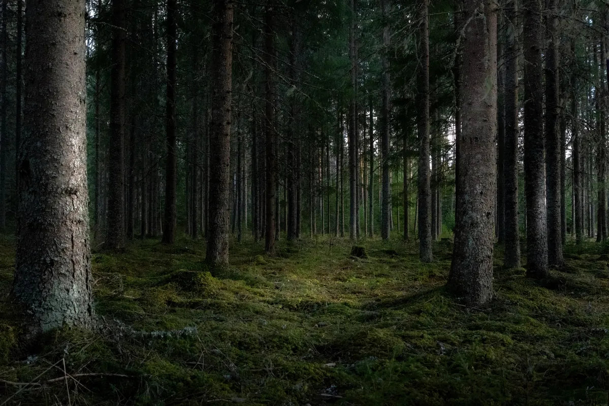 Papier peint panoramique forêt sombre