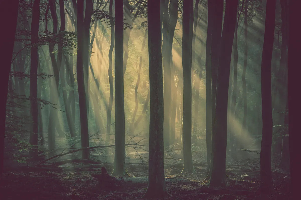 Papier‎ peint‎ panoramique‎ forêt‎ sous‎ la‎ brume