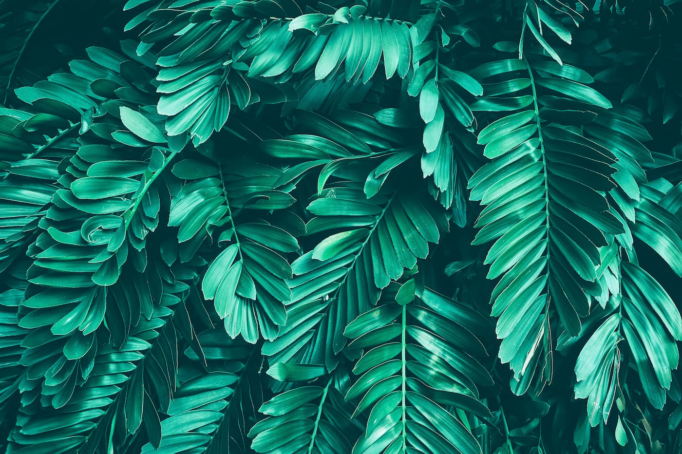 Papier peint feuillage plantes vertes exotiques