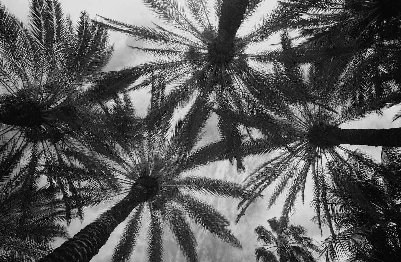 Papier peint palmier jungle tropicale noir et blanc