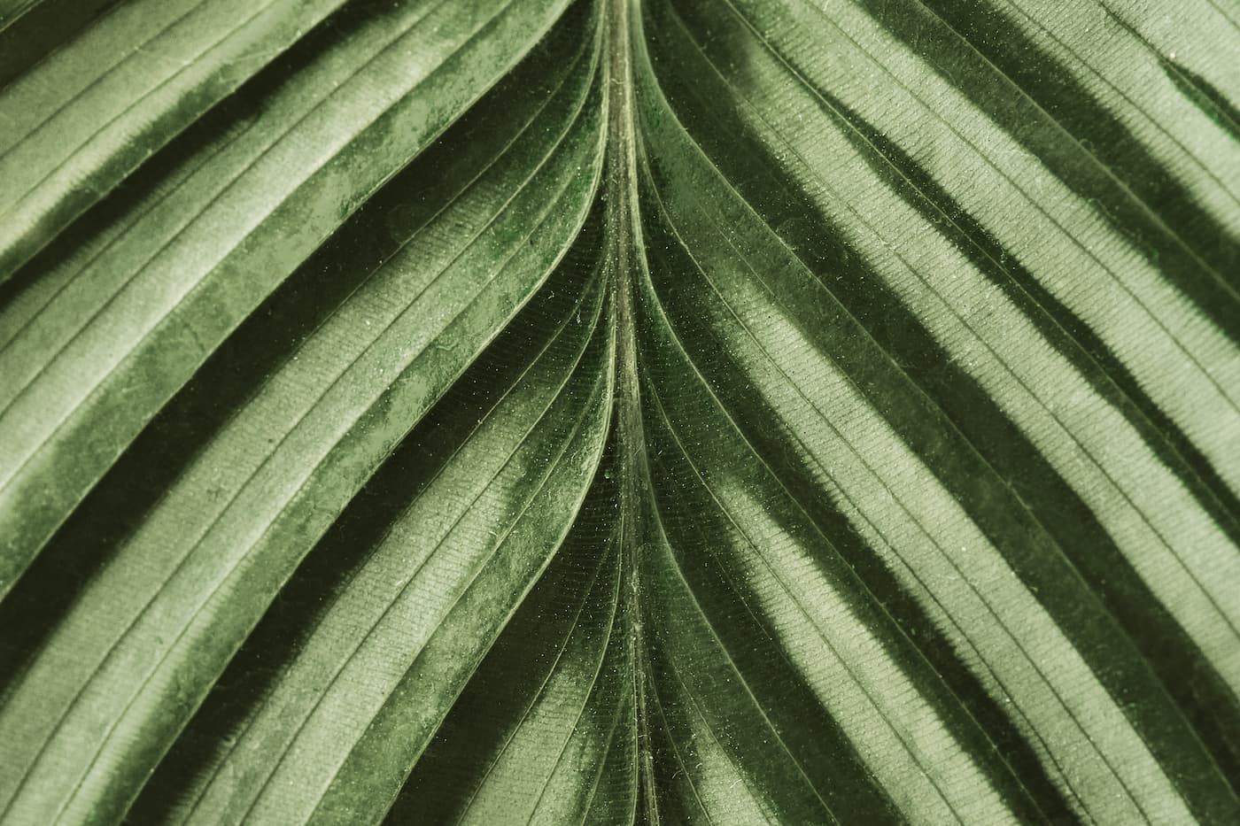 Papier peint feuilles tropicales retro