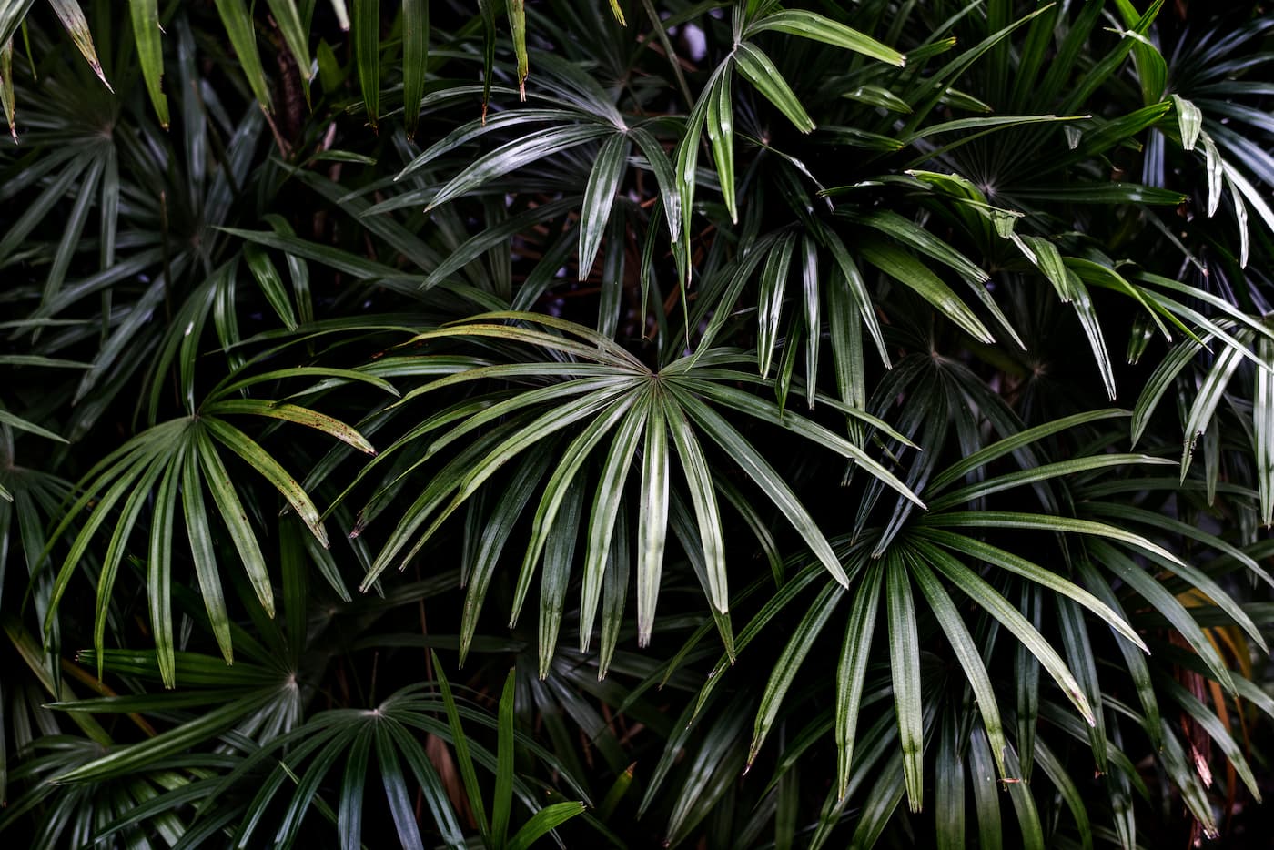 Papier peint feuillage jungle tropicale dense