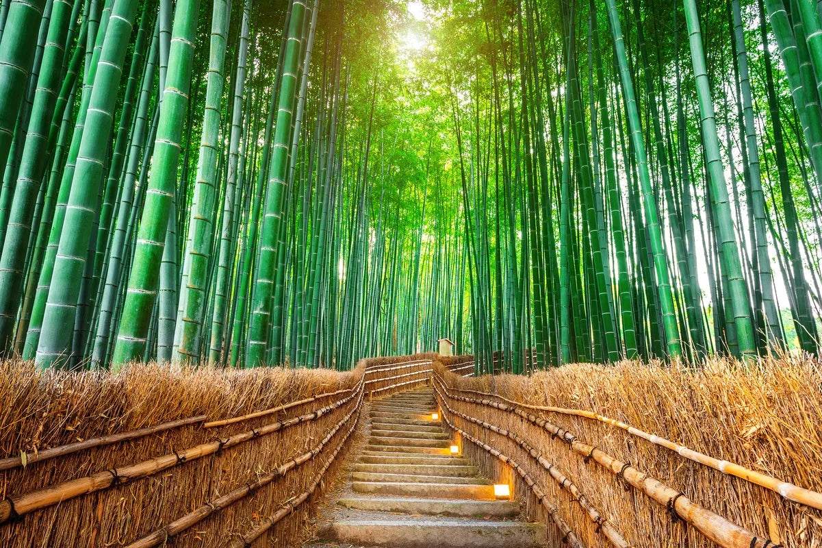 Papier peint paysage panoramique forêt de bambous