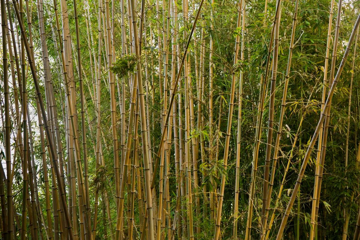 Papier peint panoramique forêts de bambous