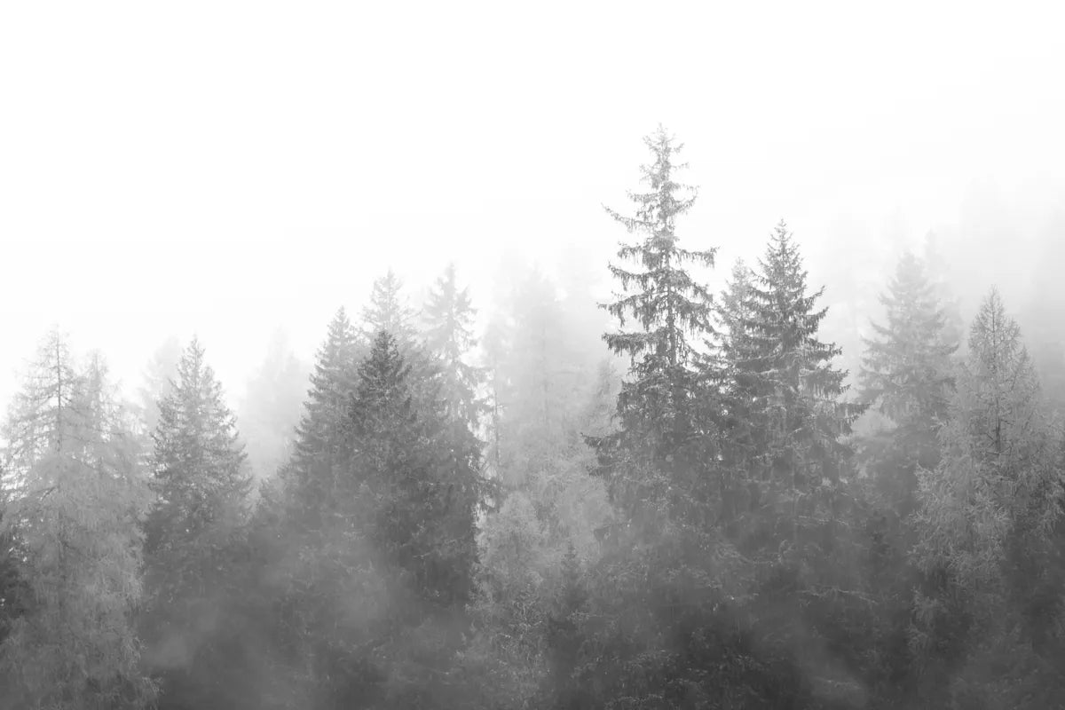 Papier peint paysage forêt grise