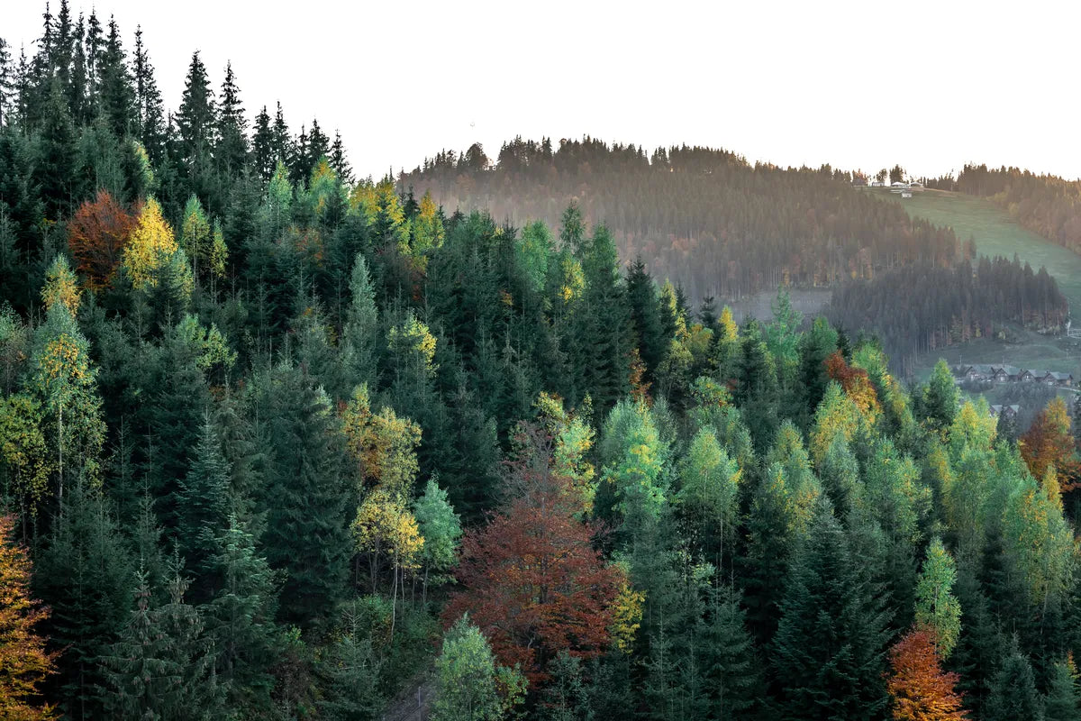 Papier peint panoramique forêt