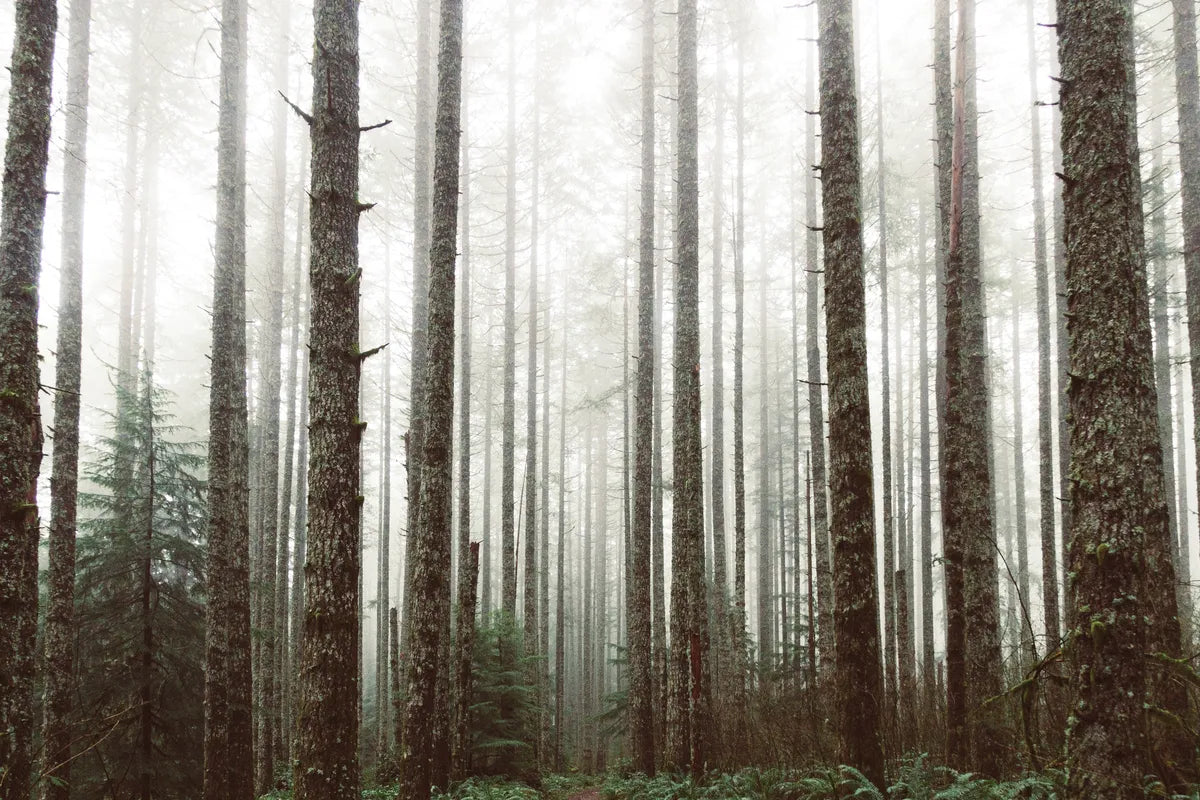 Papier peint paysage forêt et brouillard