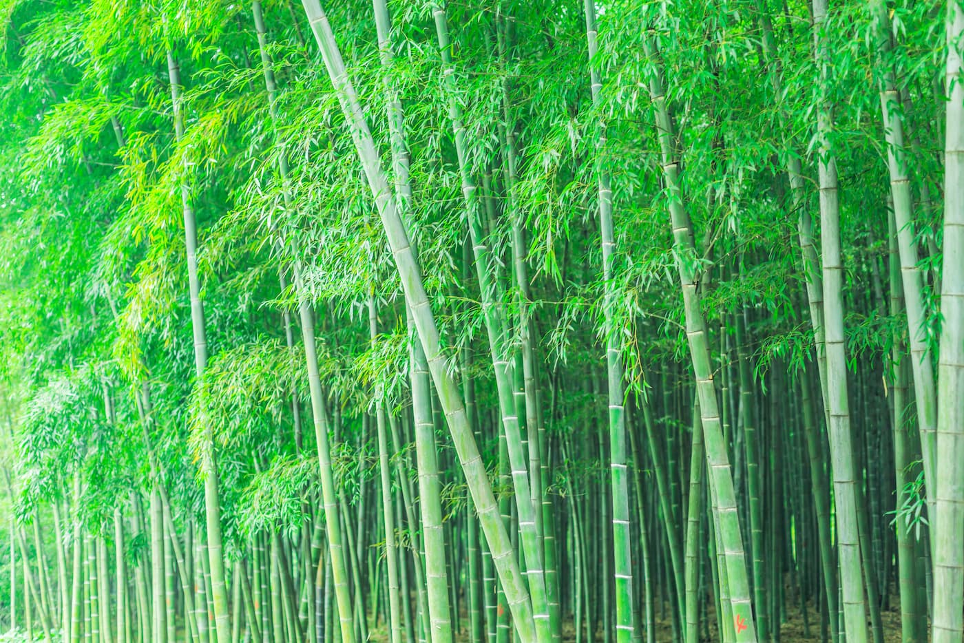Papier peint forêt de bambous dense
