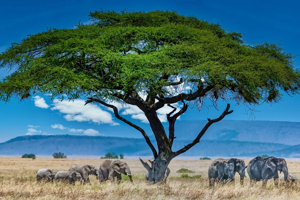 Papier peint savane et éléphant