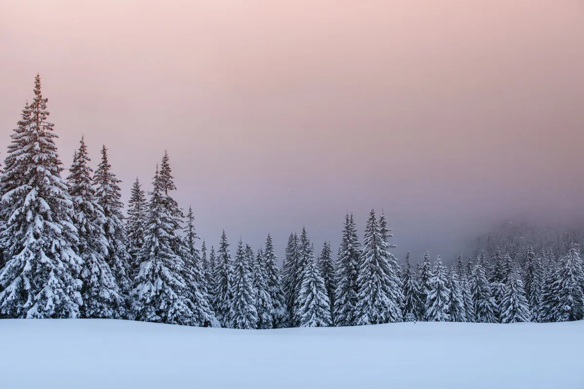 Papier peint panoramique forêt enneigée