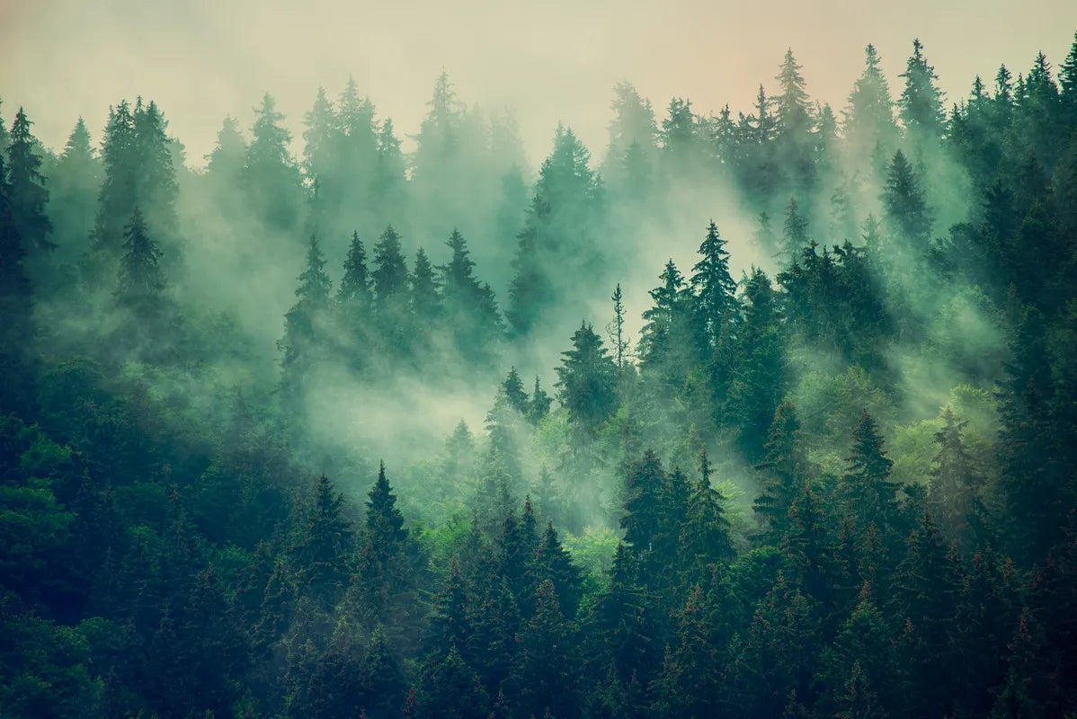 Papier peint paysage panoramique forêt de sapins et brouillard