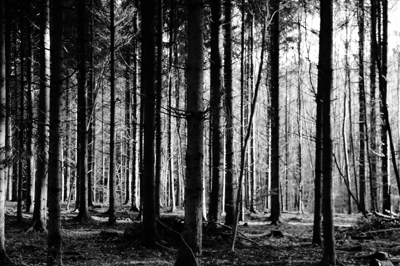 Papier peint forêt dense noir et blanc
