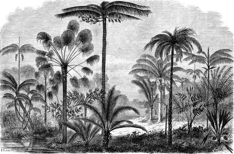Papier‎ peint‎ noir‎ et‎ blanc‎ bananiers‎ et‎ cocotiers