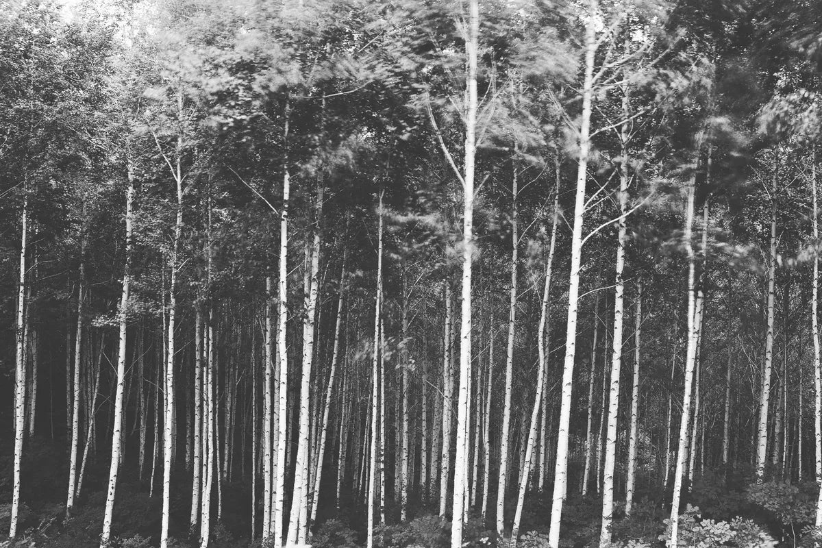 Papier peint panoramique forêt noir et blanc