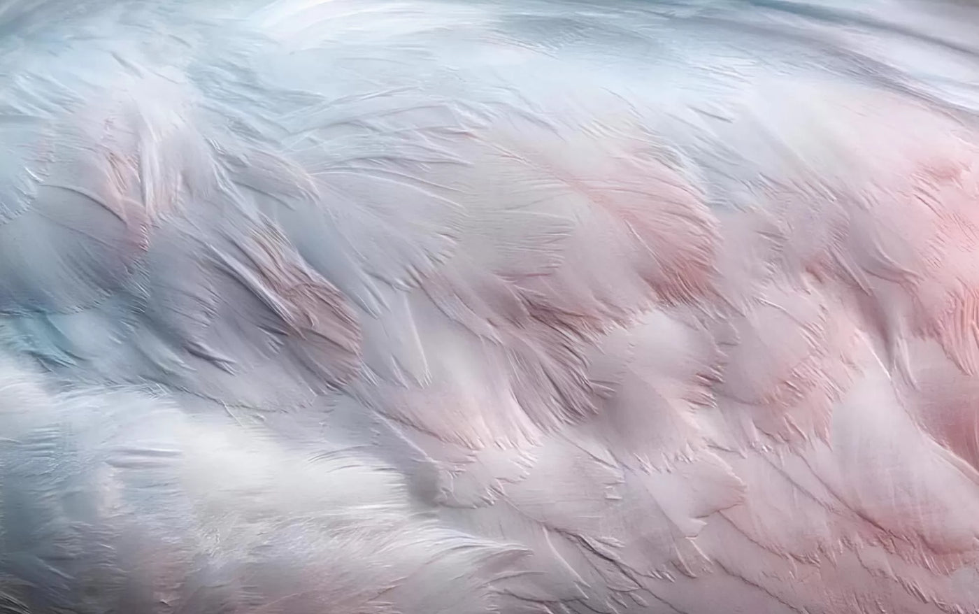 Papier‎ peint‎ plumes‎ colorées