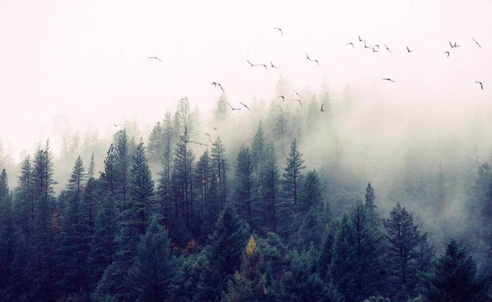 Papier peint paysage panoramique forêt sous la brume