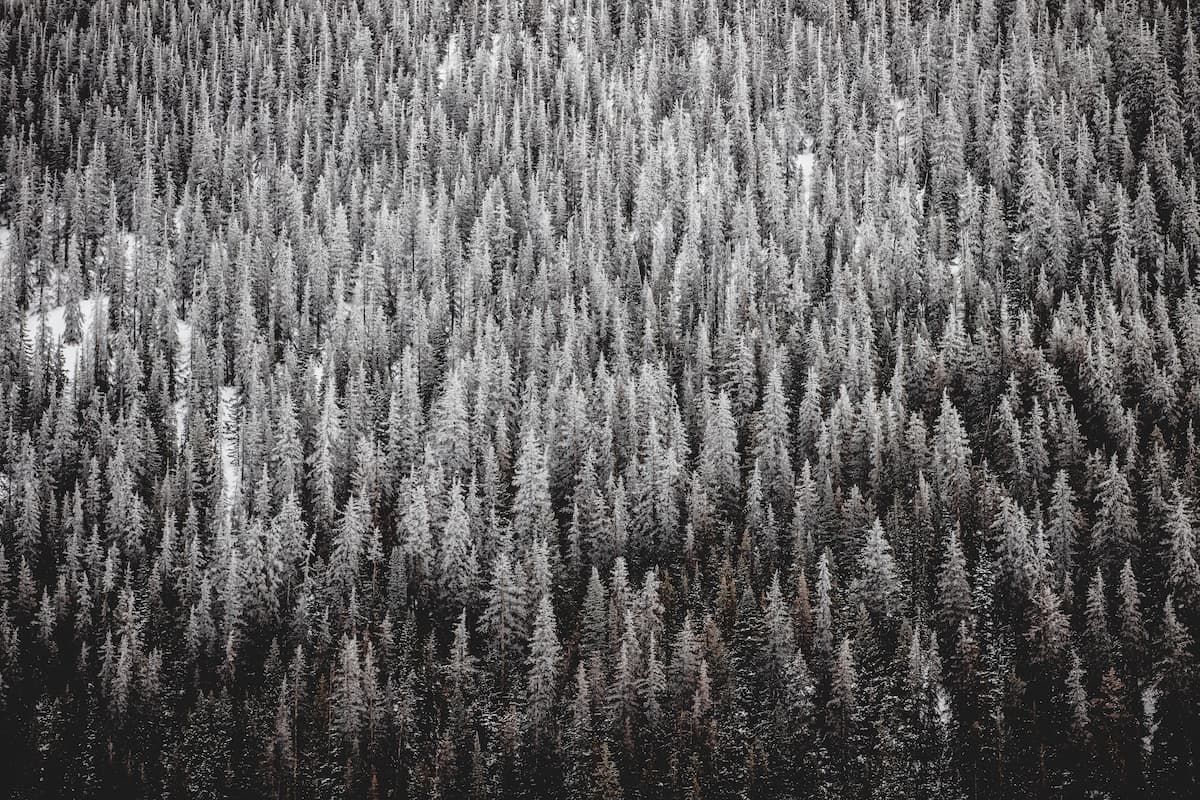 Papier‎ peint‎ panoramique‎ noir‎ et‎ blanc‎ forêt‎ vue‎ du‎ ciel