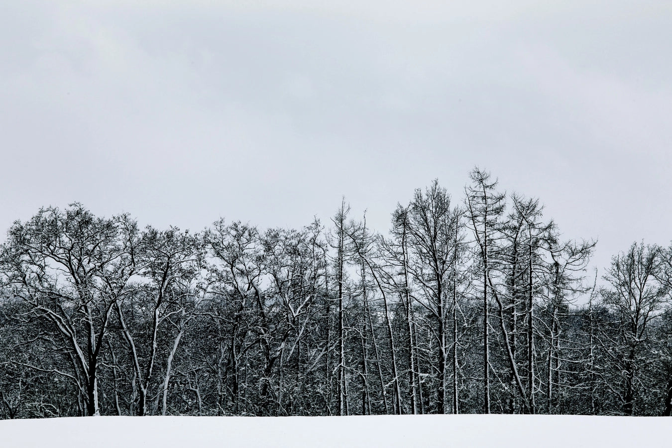 Papier‎ peint‎ forêt‎ enneigée‎ noir‎ et‎ blanc