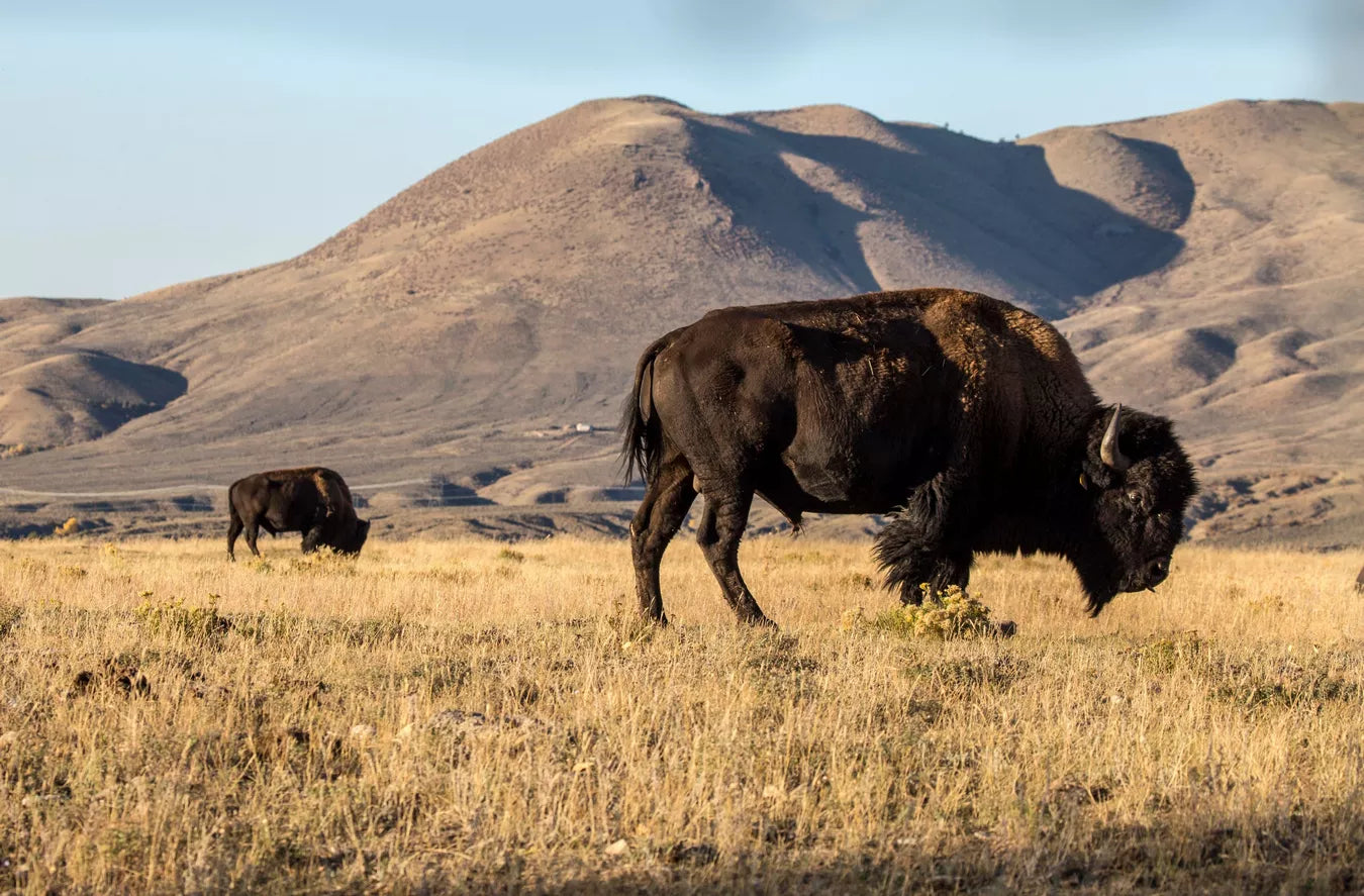 Papier peint prairies et bisons